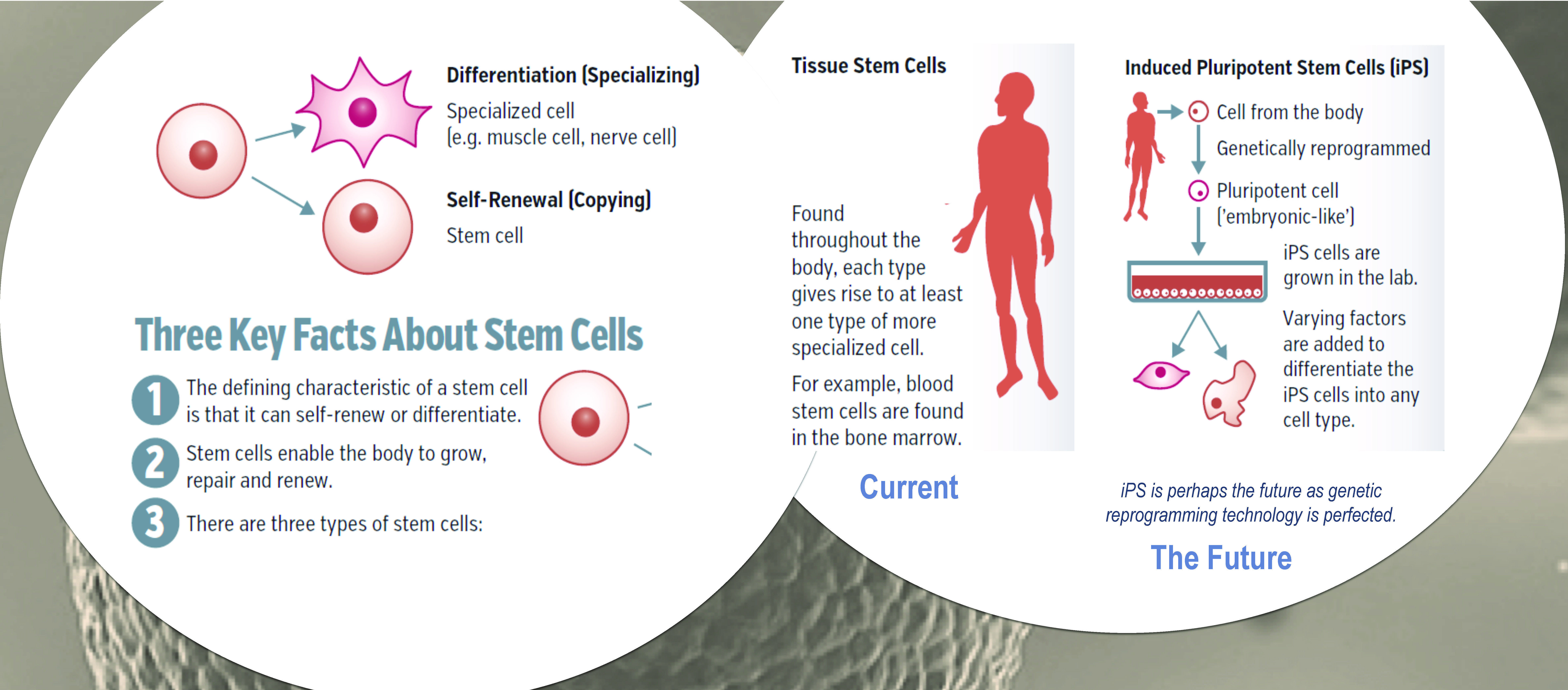 cropped-Regen-Info-for-Patients_Page_2-2.jpg